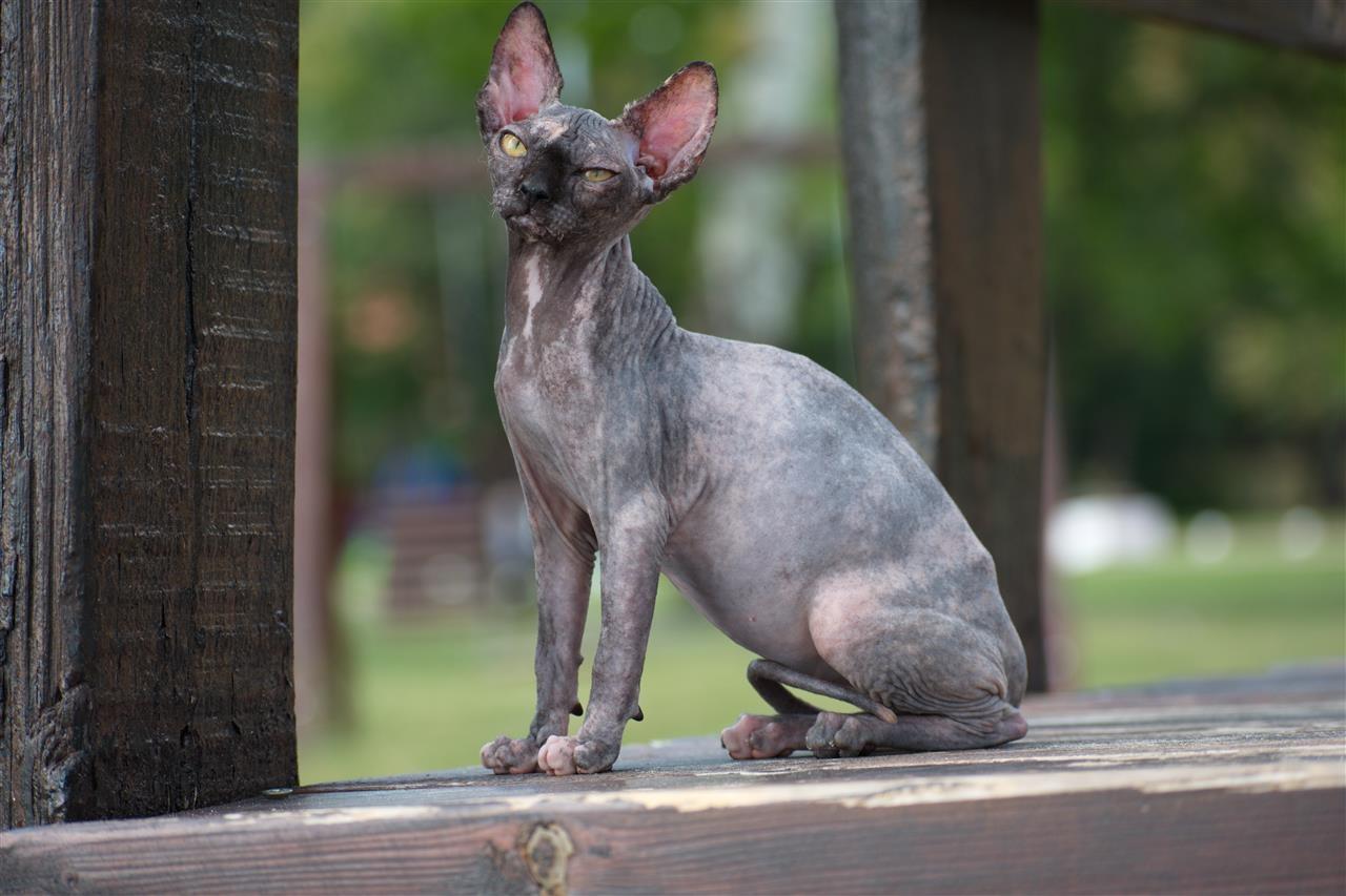 Sphynx-mace-