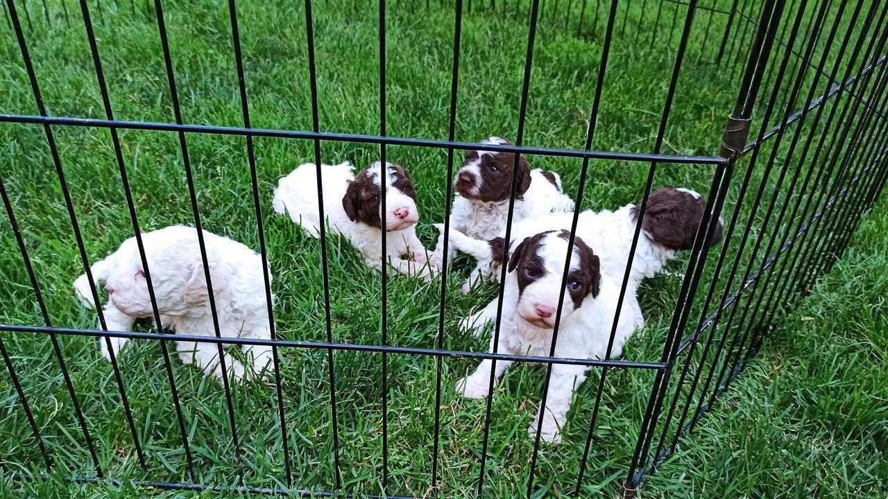 Lagotto-Romagnolo---štenci