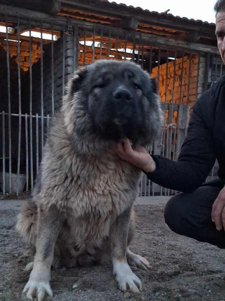 KAVKASKI-ovčar-štenci-na-prodaju-