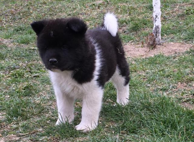 Američka-Akita--štenci