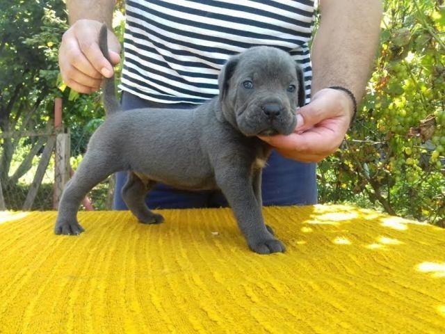 Cane Corso štenci 