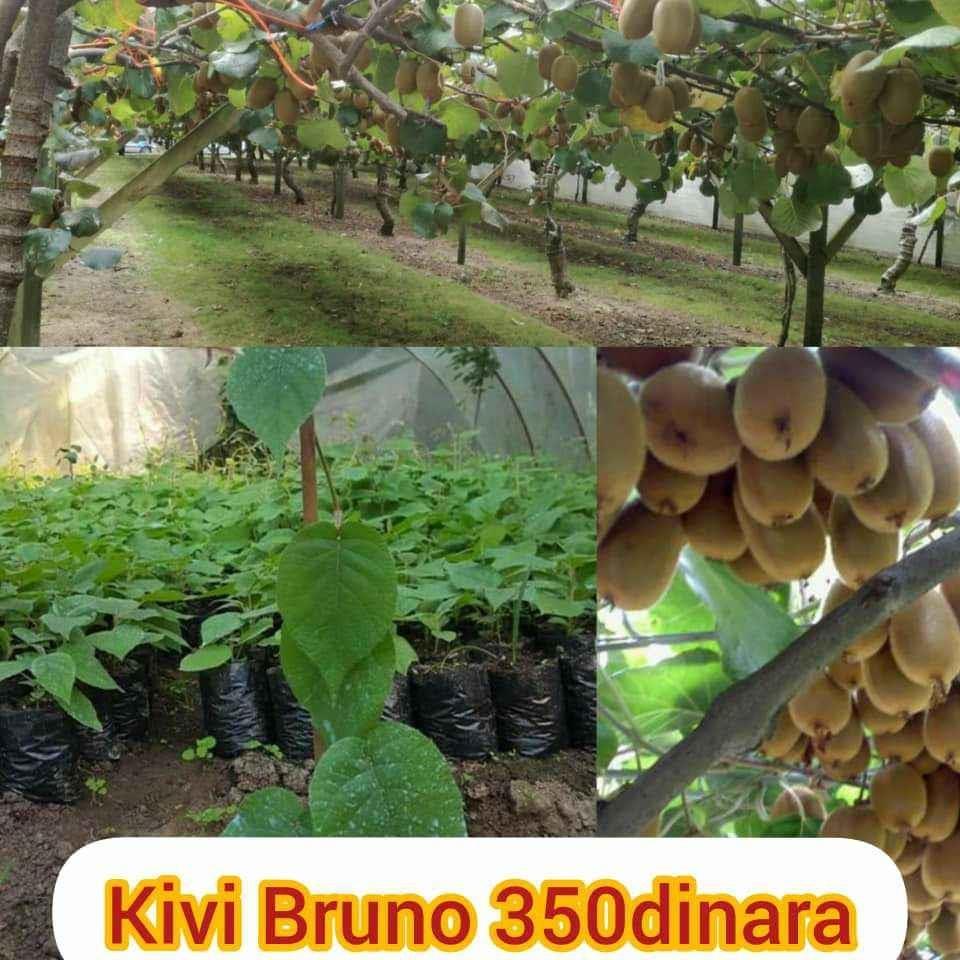 KIVI-BRUNO