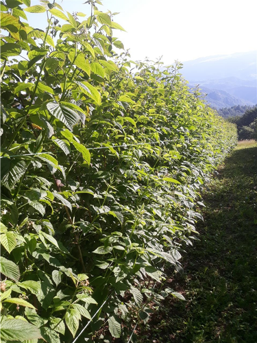 Beraci maline