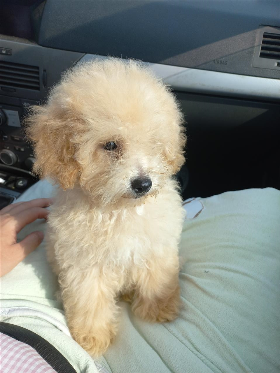 Maltipoo