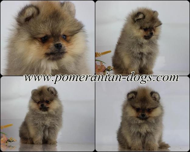 Pomeranski spic Boo stenad vise legala