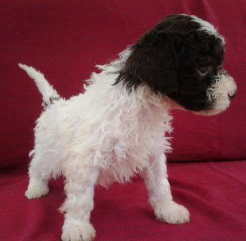 Stenci lagotto romagnolo