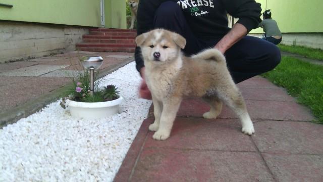 Akita Inu stenci