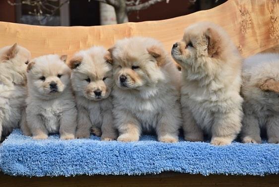 Chow-chow-cau-cau-stenad