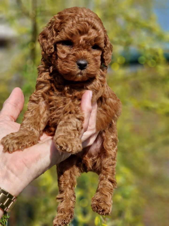 TOY-PUDLE--crvene--malene-bebice-