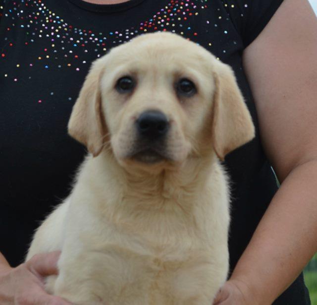 Labrador-retriver-stenci-