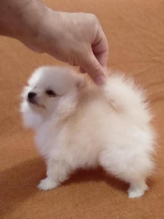 Pomeranac-boo