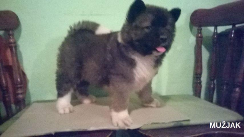 Americka-akita--stenad