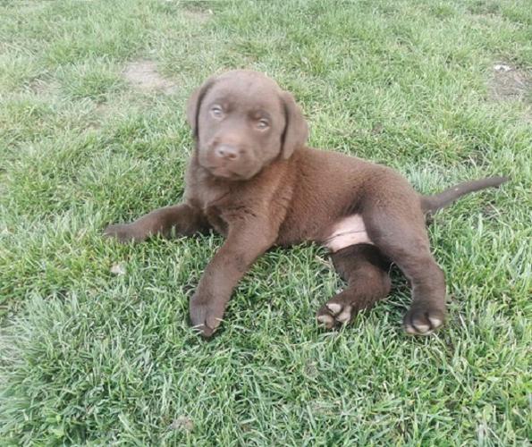 Čokoladni labrador