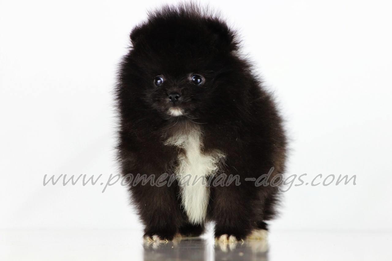 Pomeranski-spic-Boo