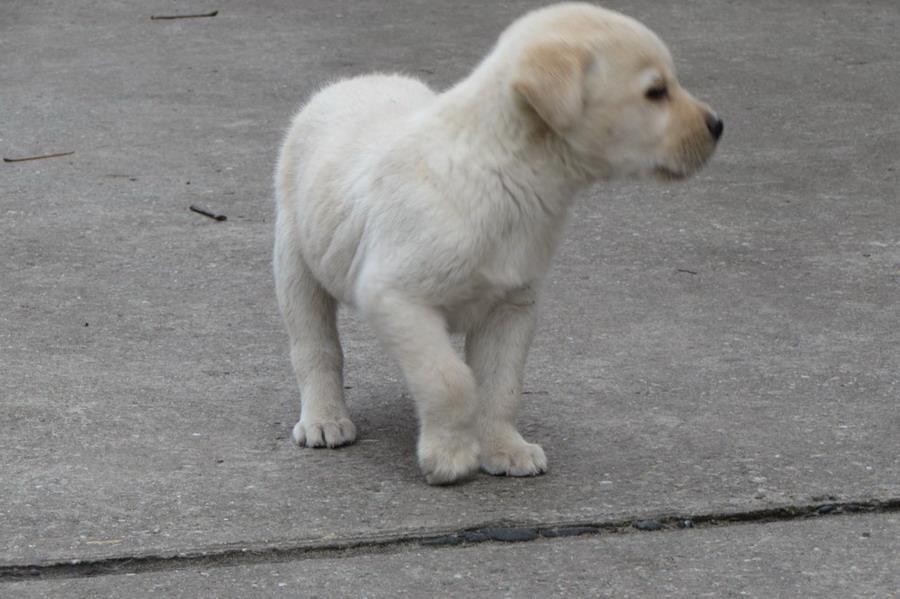 Stenad-labrador-retrivera