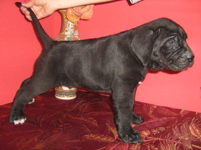 Cane-Corso-stenad---od-oca-GVIDA