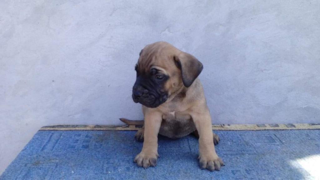 Cane-corso--izlozbeni-stenci