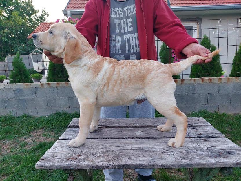Štenci-LABRADORA