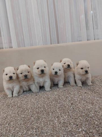 Chow-chow-cau-cau-stenad