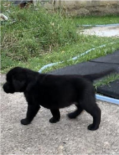 Labrador-Retriver-VRHUNSKI-štenci