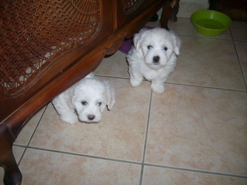 COTON-DE-TULEAR-ŠTENCI
