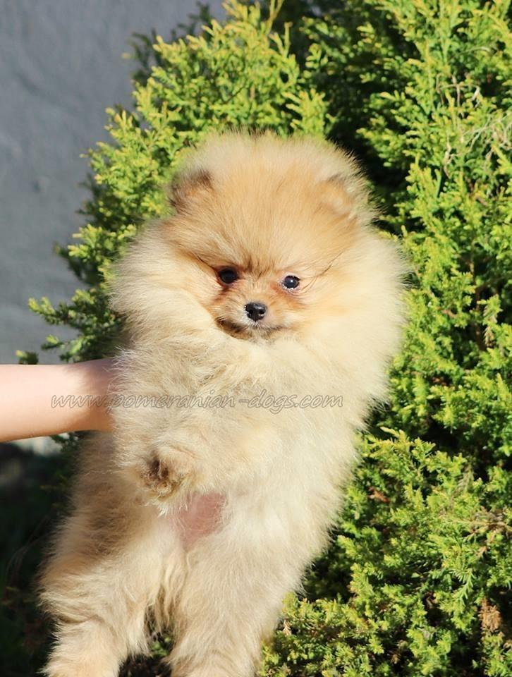 Pomeranski-spic-Boo-stenci