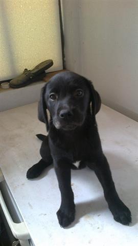 Labrador-retriver-stenci