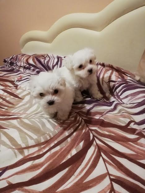 Maltezer