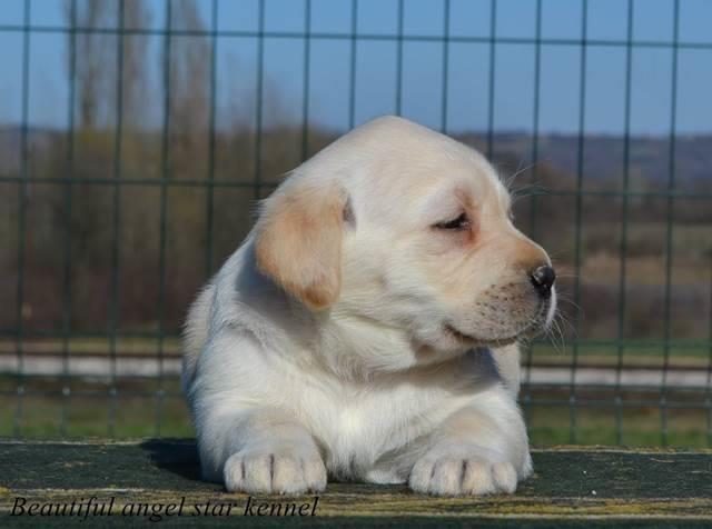 Stenci-labrador-retrivera-