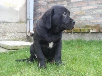 Cane-Corso-stenci