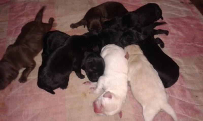 LABRADOR-retriver-stenci