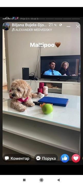 Maltipoo-stenci-