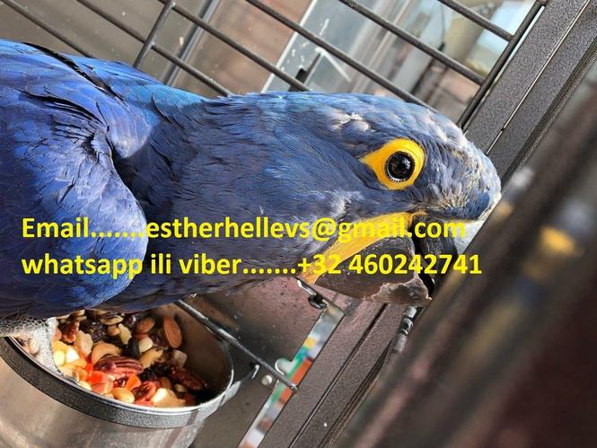 Hyacinth Macaw​