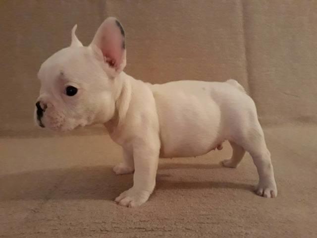 Francuski-buldog--štenad