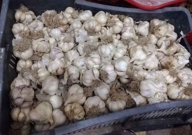 Domaći beli luk