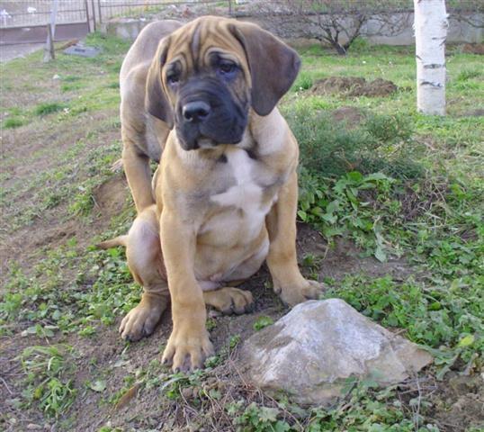 Cane Corso odlicna stenad