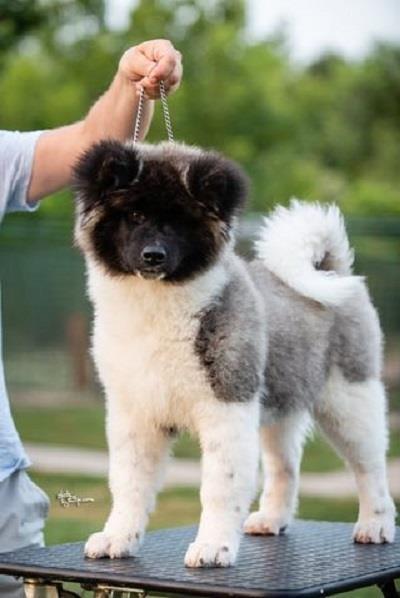 Americka-akita
