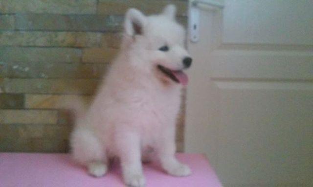 Samojed-stenci