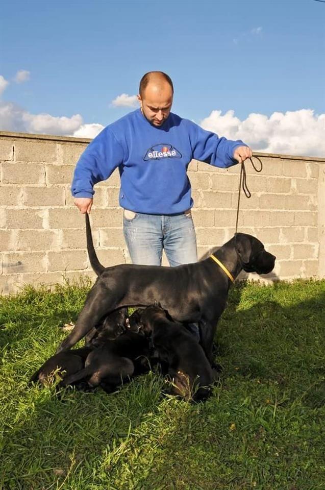 Stenci-Cane-Corso