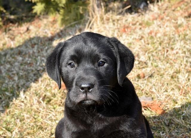 Labrador-stenci