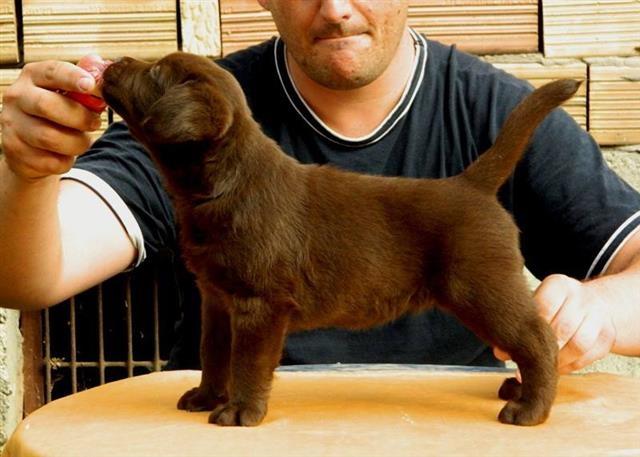 Labrador stenci