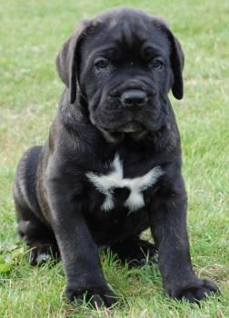 Cane-corso-stenci