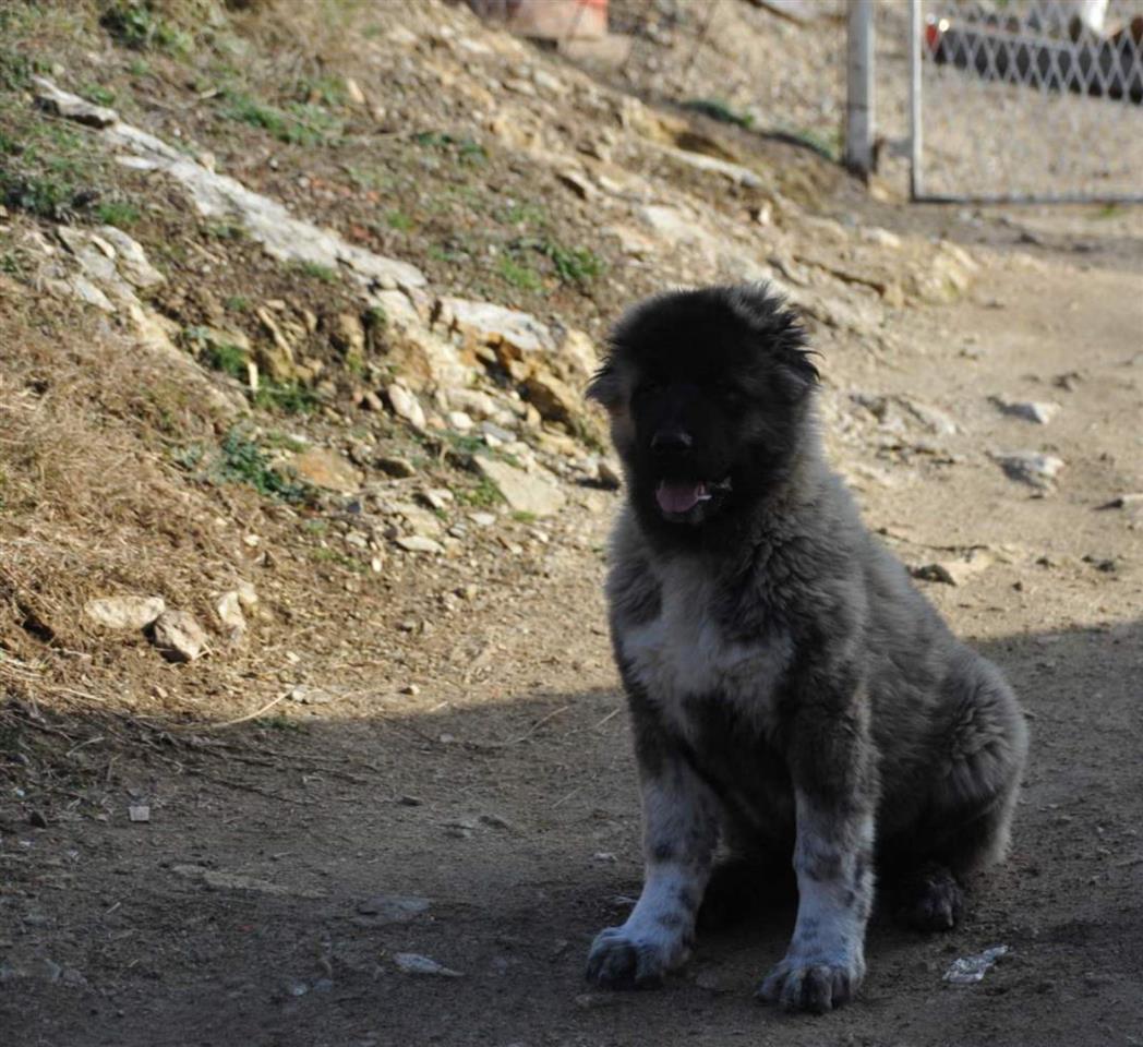 Kavkaski-Ovčar-štenci