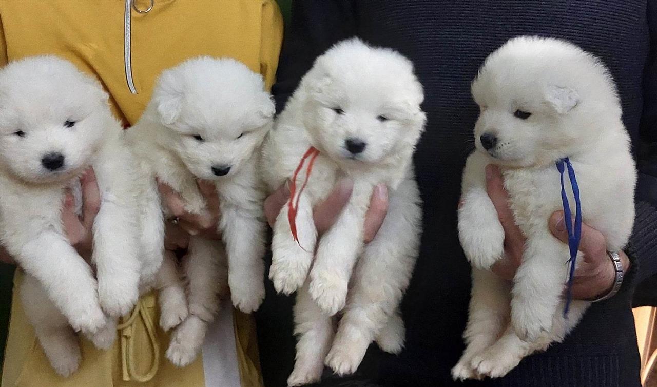 Samojed-štenci
