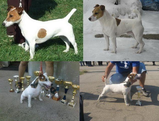 Jack-Russell-terrier---stenci