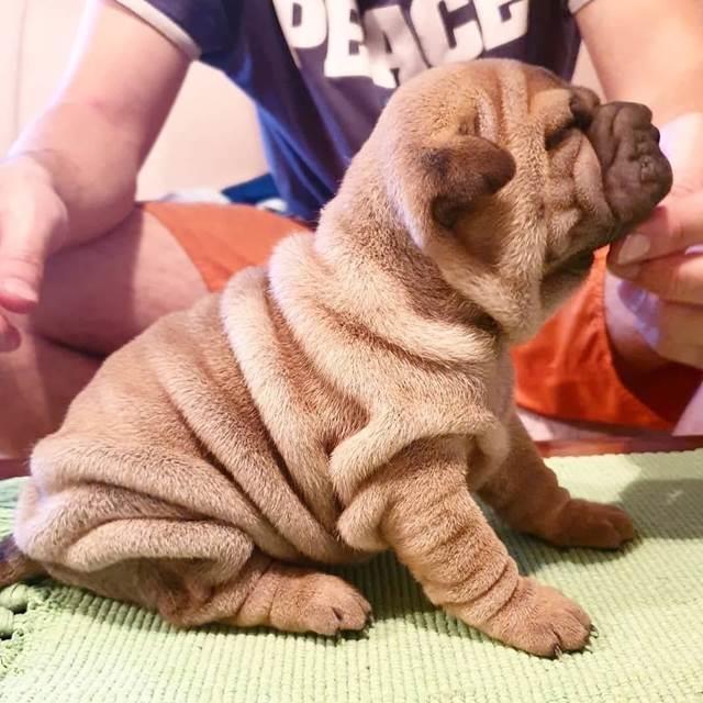 Shar-Pei-stenci