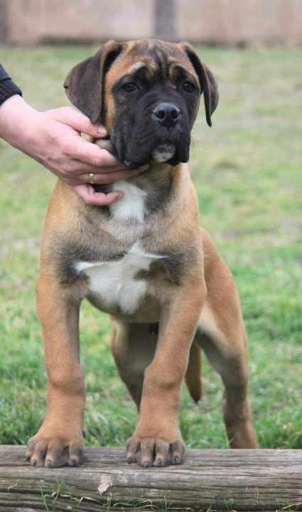 Cane-Corso-štenci-