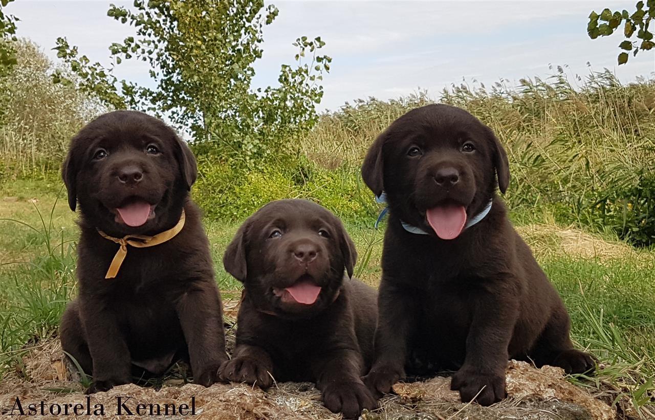 Izuzetna-stenad-Labrador-Retrivera