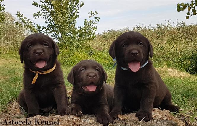Izuzetna stenad Labrador Retrivera