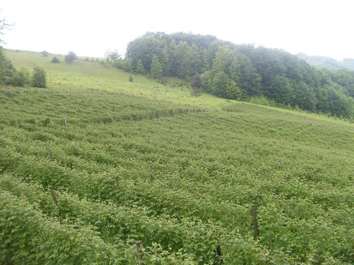 Sadnice-maline-sorte-vilamet